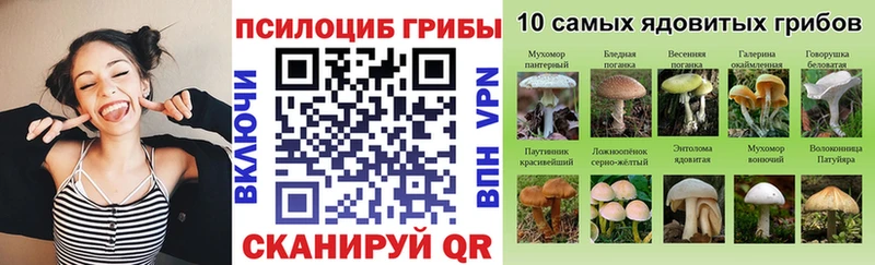 наркотики Петровск-Забайкальский Псилоцибиновые грибы Magic Shrooms